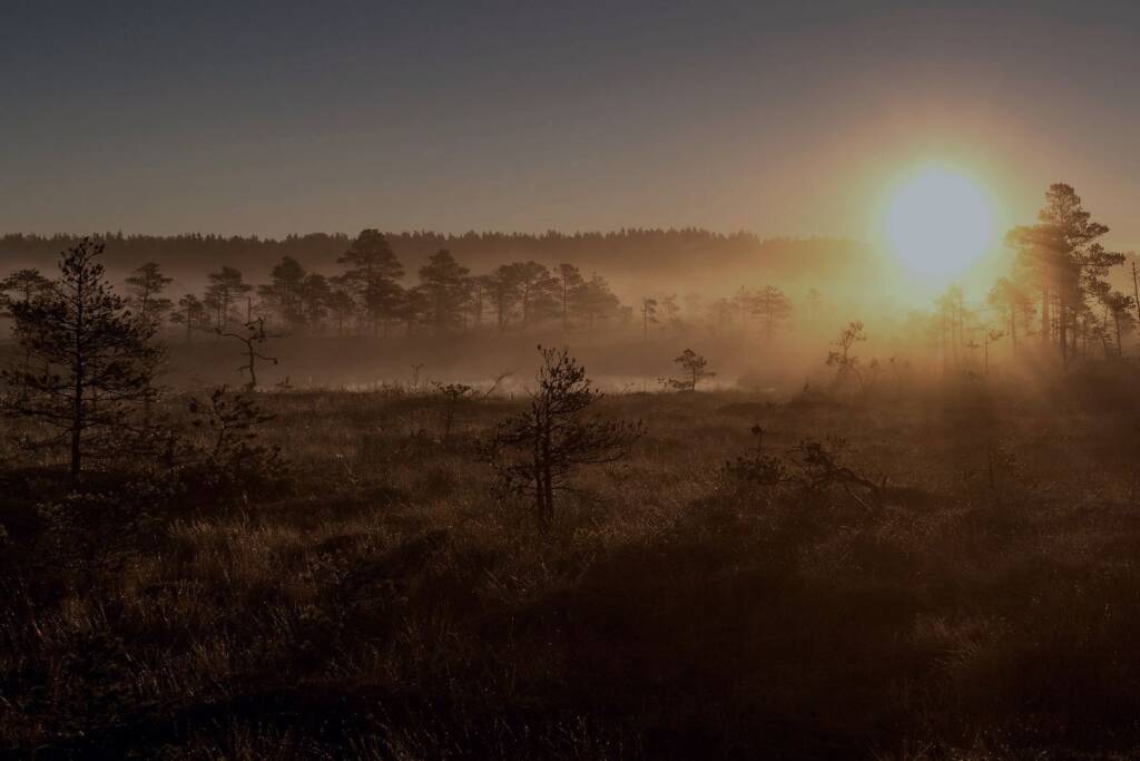Forêt de pins dans la brume au soleil couchant, l'heure de la veillée aux lanternes