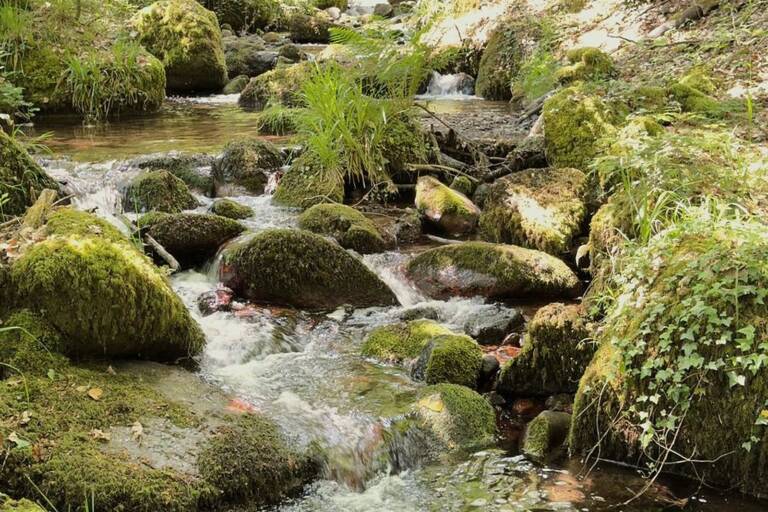 Ruisseau entre des rochers couverts de mousse, terrain de jeu des P’tits Forestiers